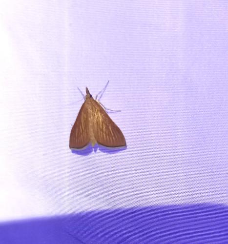 Réf. 325 858 : Nascia cilialis